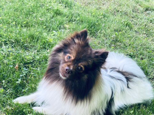 Adorable Pomeranian Pup in Budd Lake NJ