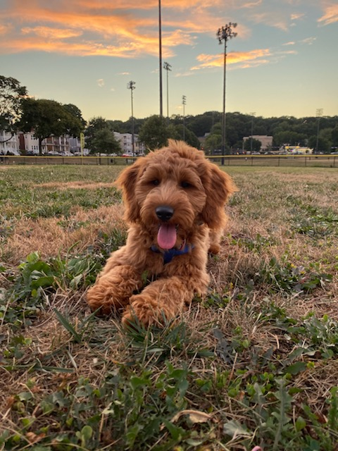 Fluffy Mini Goldendoodle Poodle Mix Pup