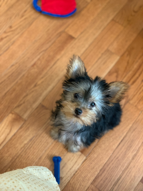 Yorkshire Terrier Being Cute