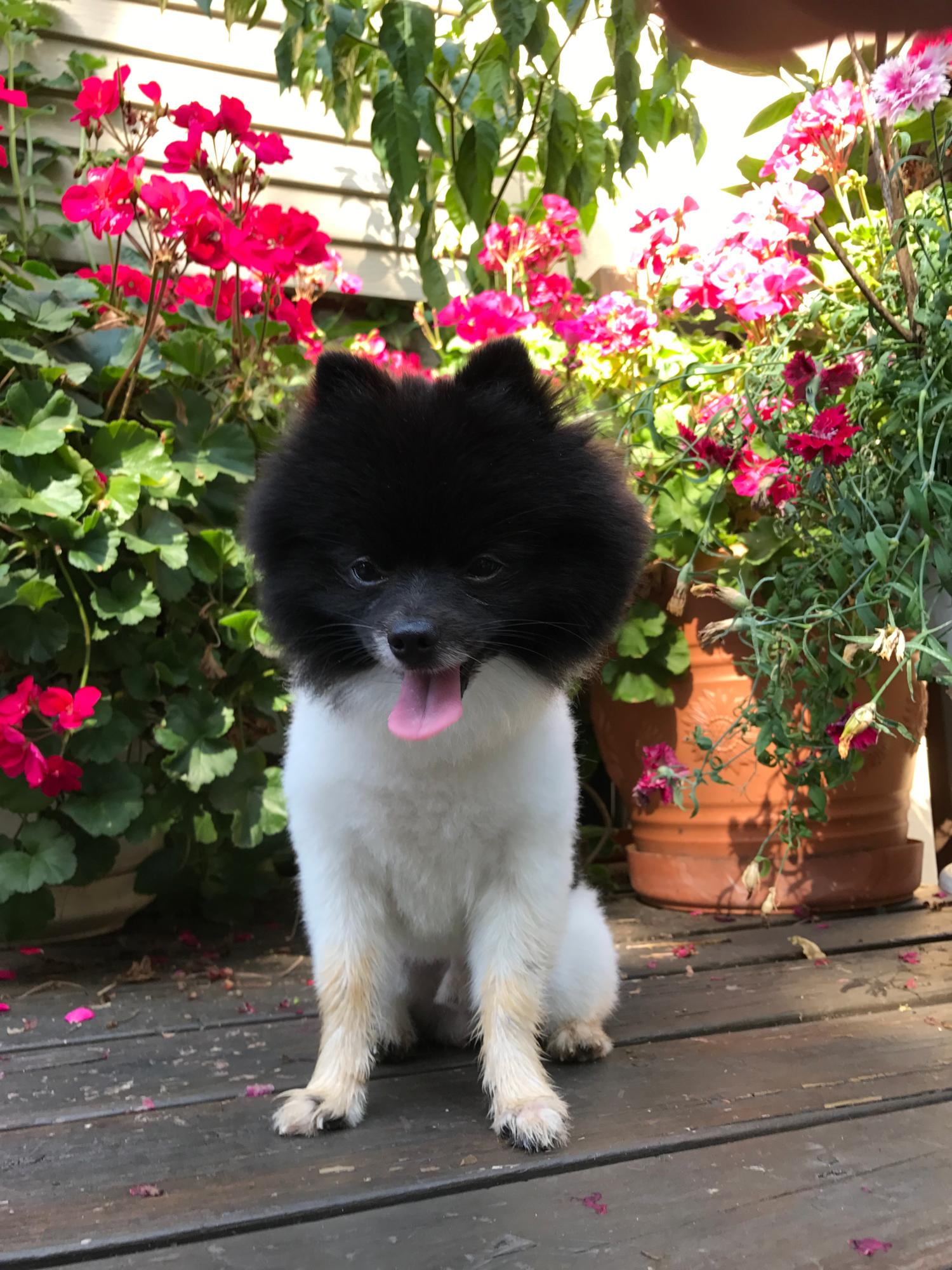 Funny Pomeranian Pup