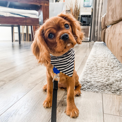 Fort Lee Cavalier King Charles Spaniel Pup