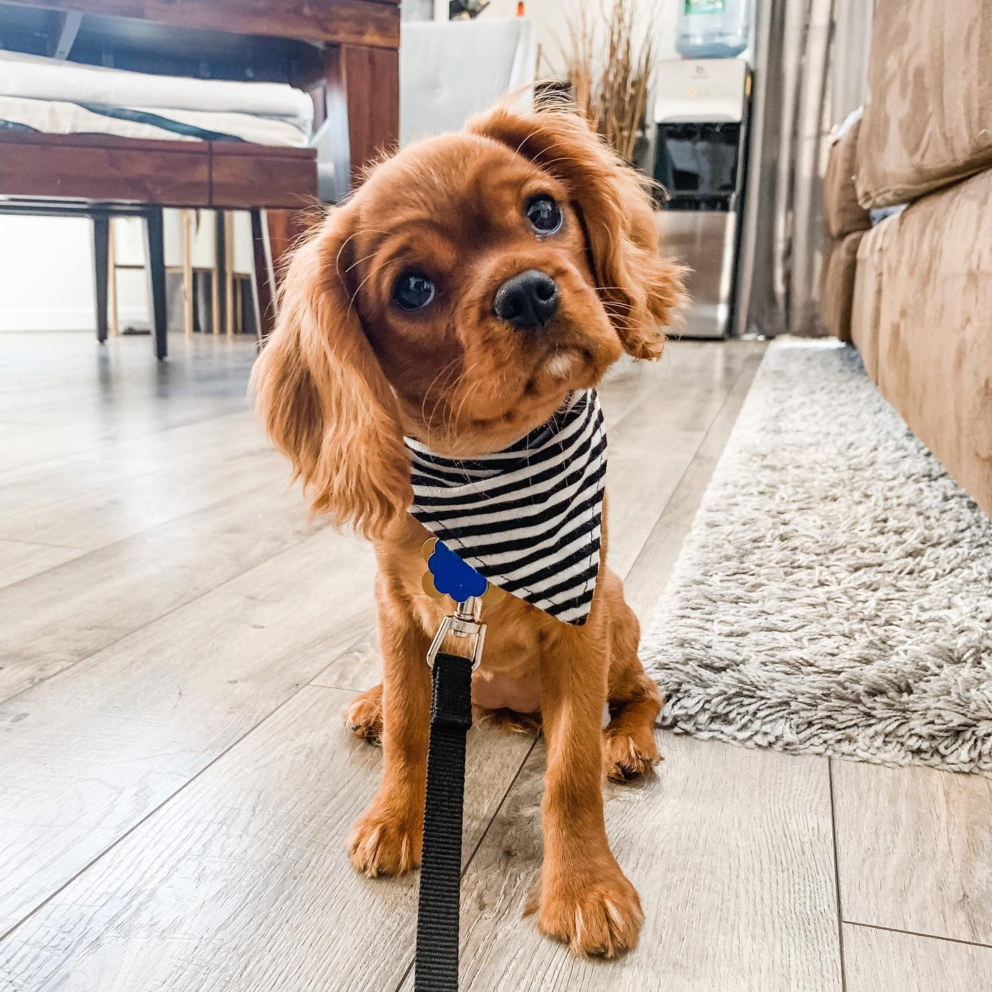 Cavalier King Charles Spaniel Puppies For Sale in New City, New York ...