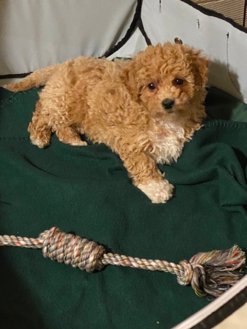 Friendly Poochon Pup