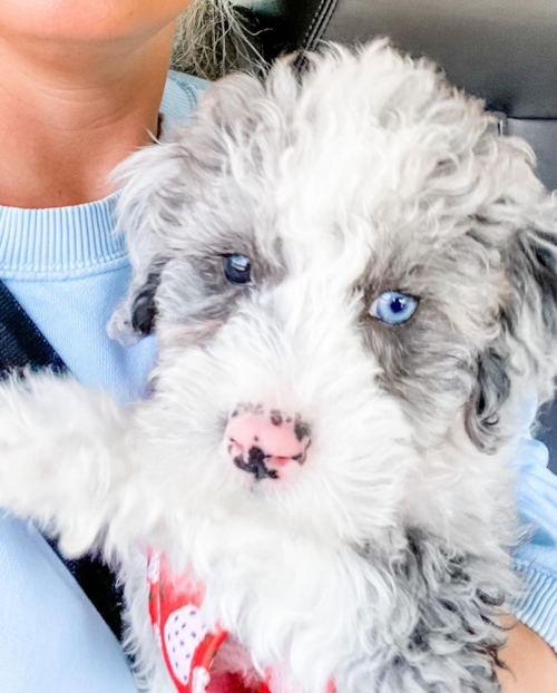 Mini Sheepadoodle Being Cute