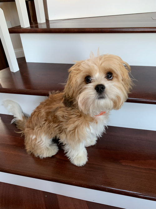 Milton Cavachon Pup