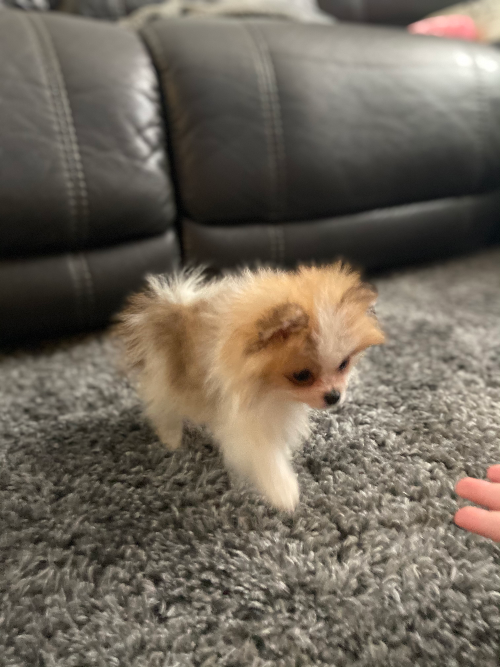 Brooklyn Pomeranian Pup