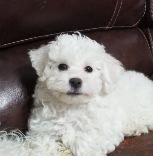 Energetic Bichon Frise Purebred Pup