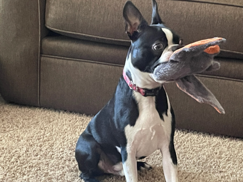 Happy Boston Terrier Pup in New Albany OH