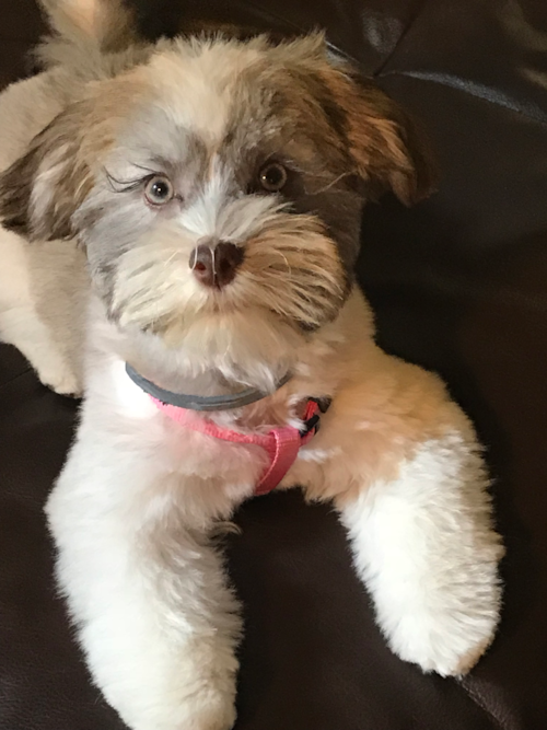 Homer City Havanese Pup