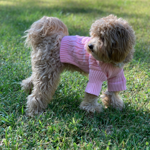 Mechanicsville Cavapoo Pup