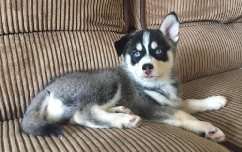 Energetic Mini Husky Designer Pup