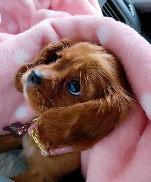 Popular Cavalier King Charles Spaniel Purebred Pup