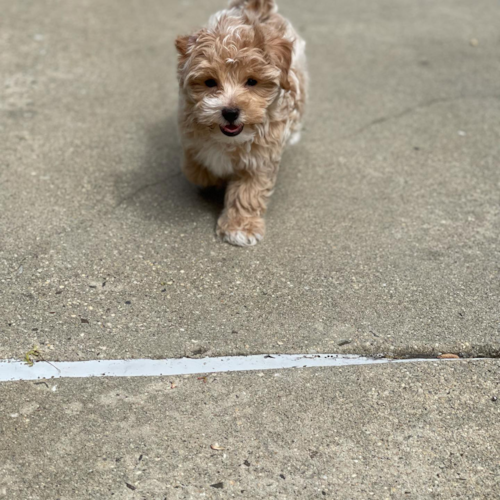 Maltipoo Being Cute