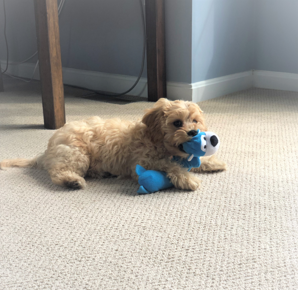 Cute Cavachon Pup in North Billerica MA