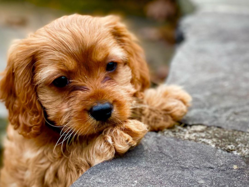 Burke Cavapoo Pup