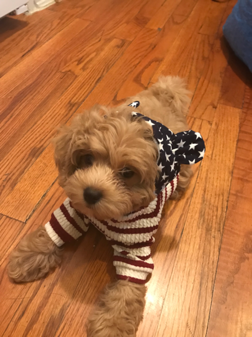 Cavapoo Being Cute