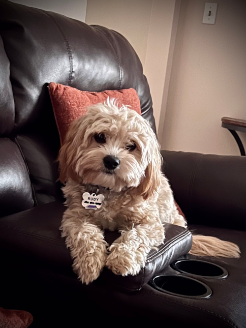 Cavachon Pup