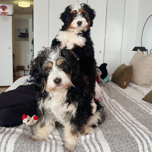 Playful Mini Berniedoodle Poodle Mix Pup