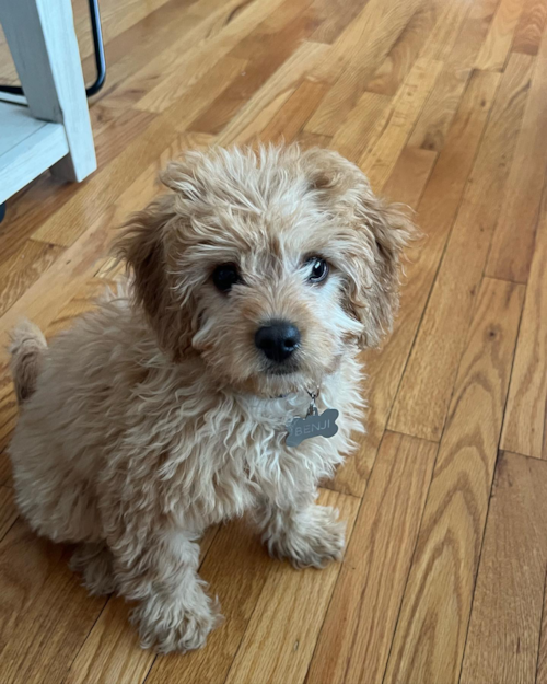 Adorable Cavoodle Poodle Mix Pup