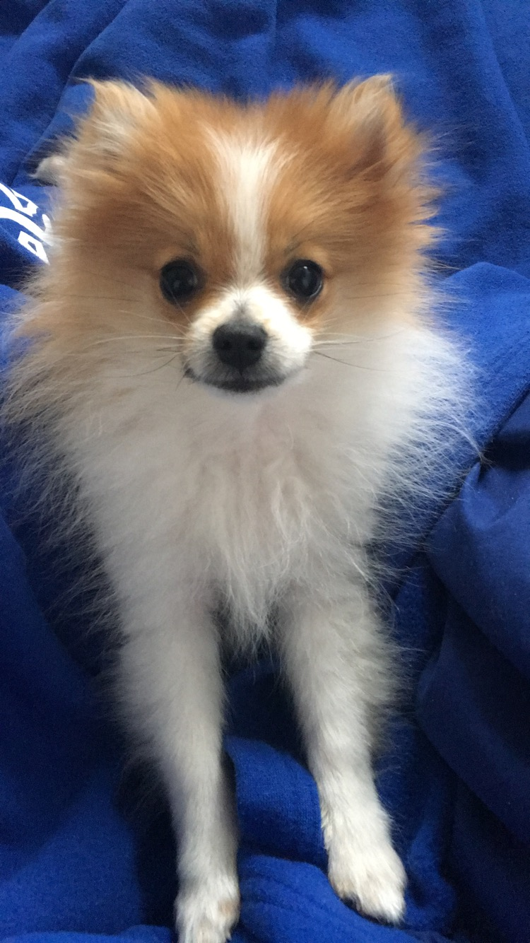 Pomeranian Being Cute