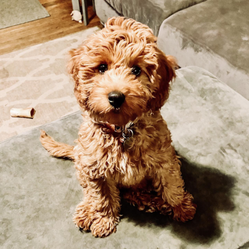 Adorable Golden Retriever Poodle Mix Pup