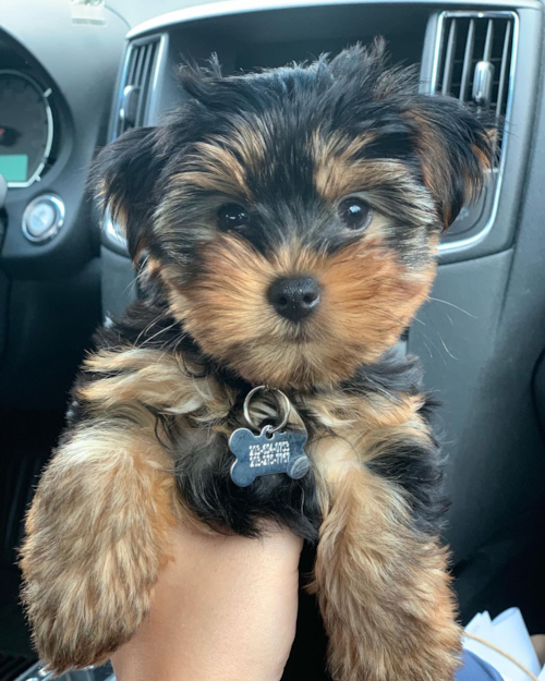 East Haven Yorkshire Terrier Pup