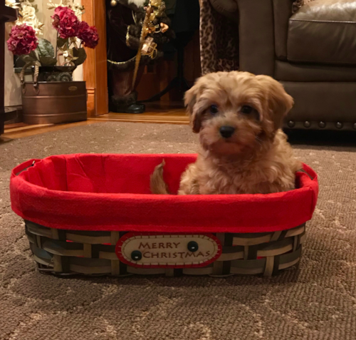 Happy Cavapoo Pup in Staten Island NY