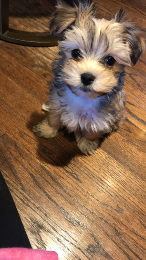 Morkie Being Cute