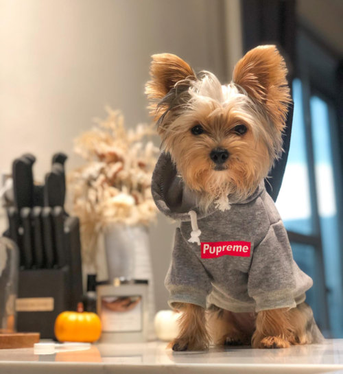 Little Yorkshire Terrier Pup