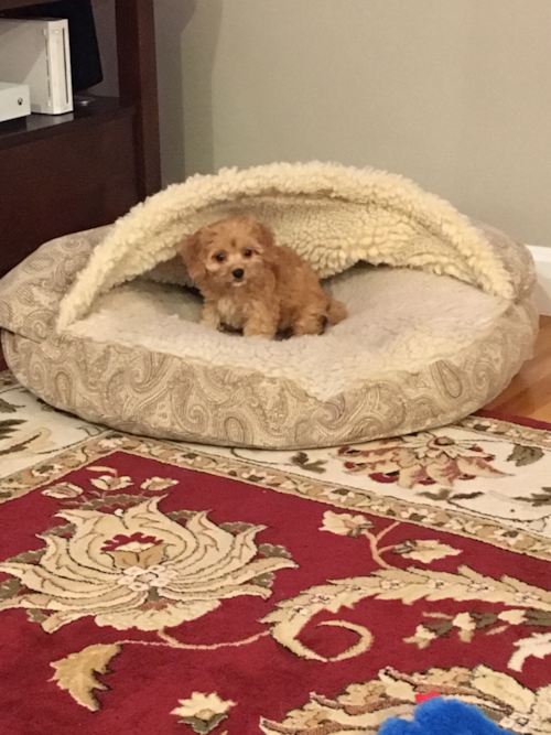 Happy Cavachon Pup