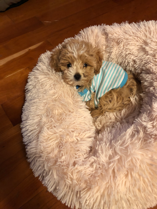 Funny Maltipoo Poodle Mix Pup