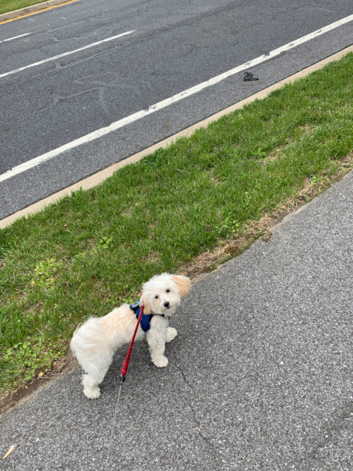 Glenn Dale Maltipoo Pup