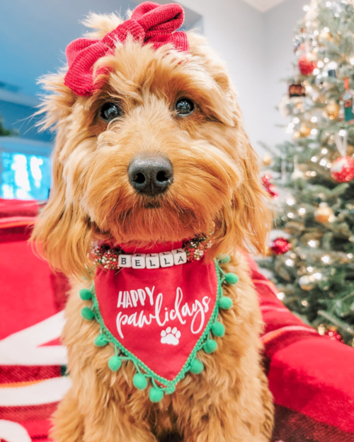 Little Golden Retriever Poodle Mix Pup