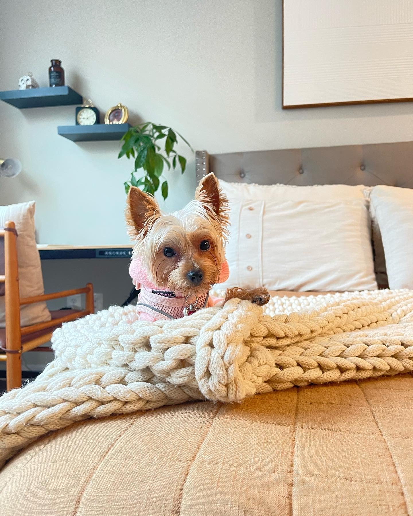 Popular Yorkshire Terrier Pup