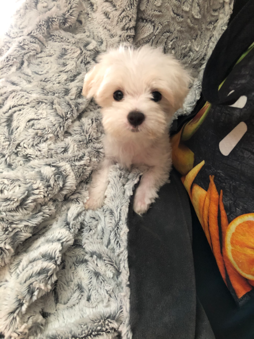 Adorable Maltese Purebred Pup