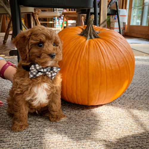 Cute Mini Goldendoodle Pup