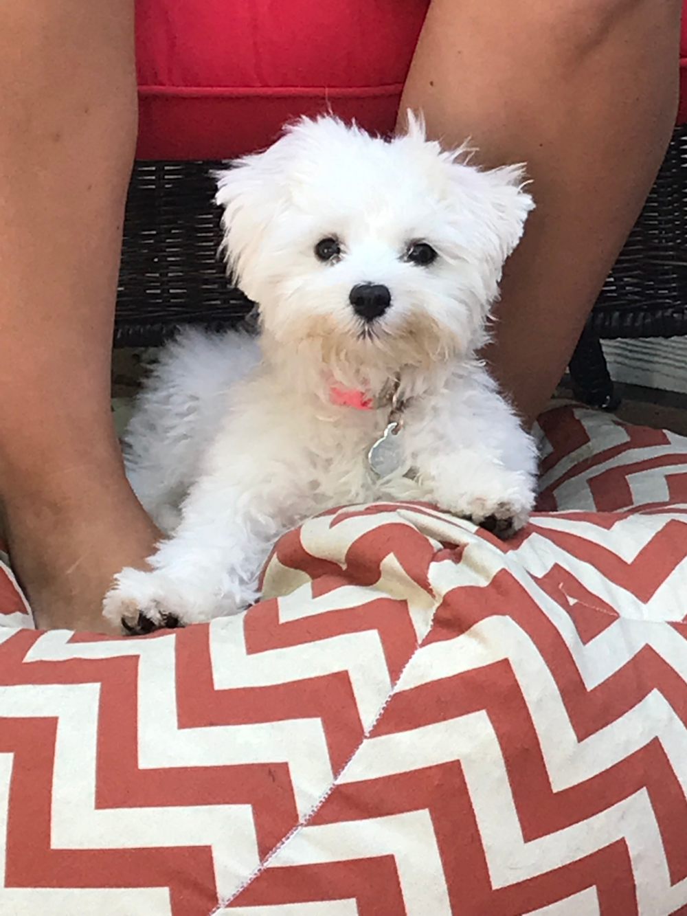 Ellicott City Maltese Pup