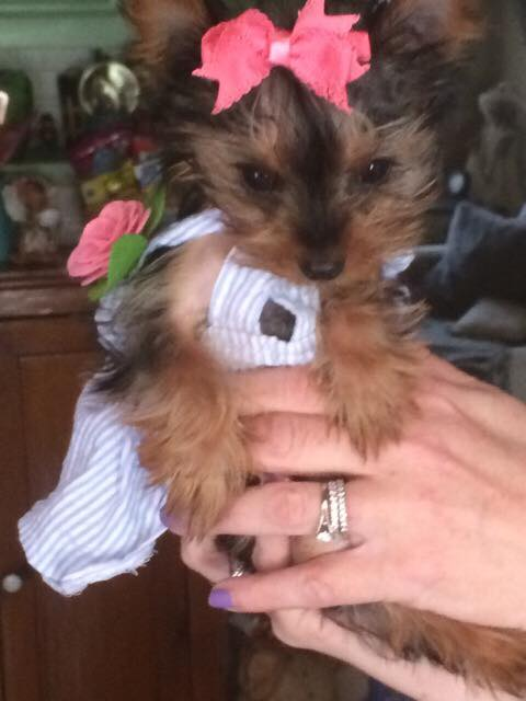 Hypoallergenic Yorkshire Terrier Purebred Pup