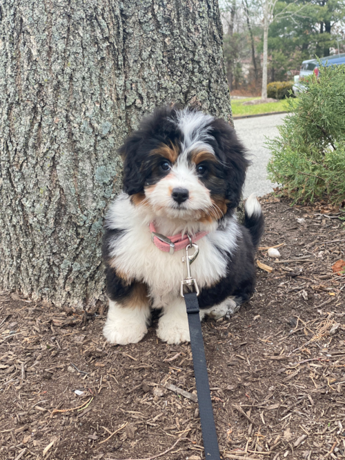 West Orange Mini Bernedoodle Pup