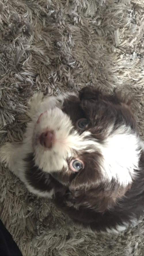 Havanese Being Cute