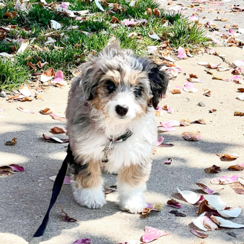 Small Aussiechon Pup in Springfield PA