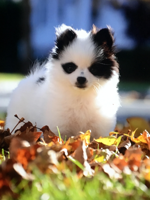 Robbinsville Pomeranian Pup