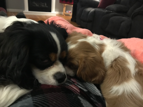 Playful Cavalier King Charles Spaniel Purebred Pup