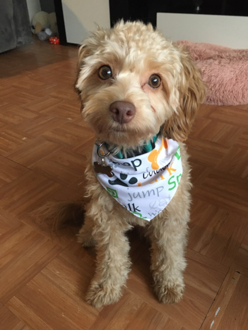 Friendly Cavapoo Pup in FLUSHING NY