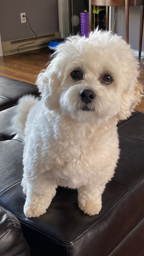 Smart Shih Poo Poodle Mix Pup