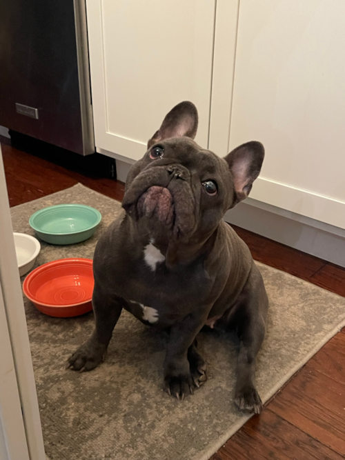 Sweet French Bulldog Pup in Morgantown WV