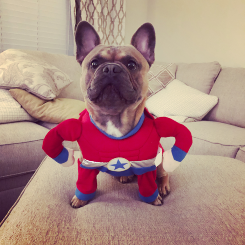 Friendly French Bulldog Purebred Pup