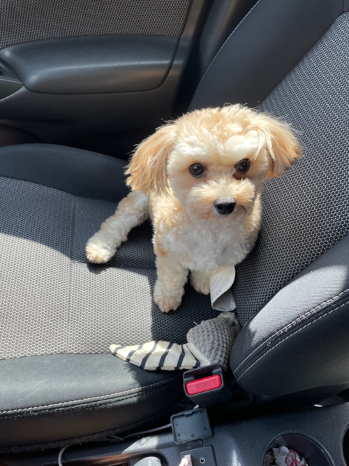 North Attleboro Yorkie Chon Pup