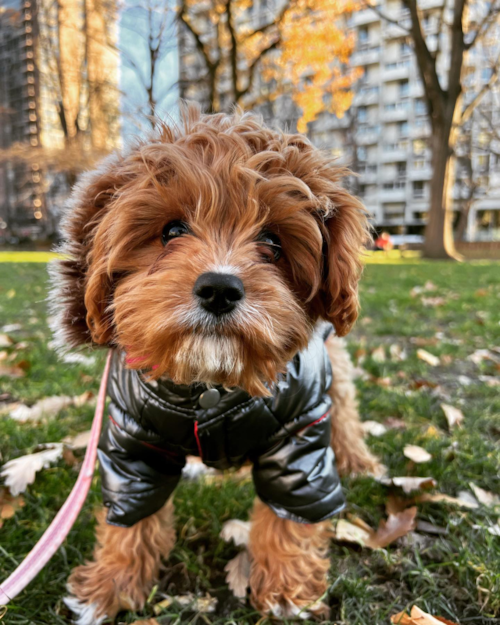 Philadelphia Cavapoo Pup