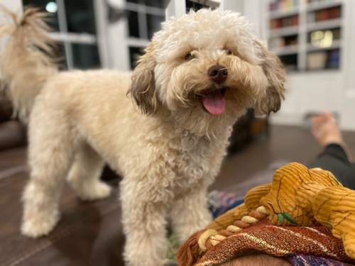 Delaware Mini Labradoodle Pup